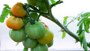 Podpowiadamy, czym nawozić pomidory w lipcu.
