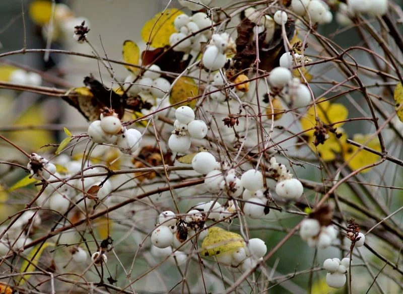 Dzięki długo utrzymującym się owocom śnieguliczka jest atrakcyjna również jesienią i zimą