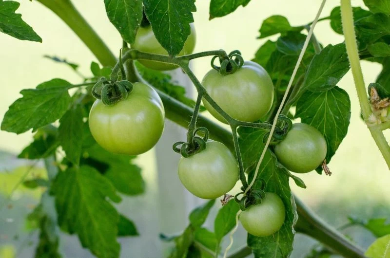 W lipcu o owocujące pomidory trzeba się szczególnie zatroszczyć