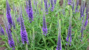 Przetaczniki to wieloletnie byliny, które bez problemu zimują w naszym klimacie i nie mają dużych wymagań pielęgnacyjnych.