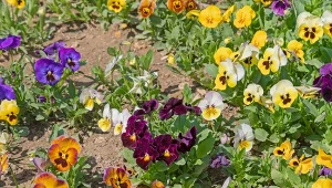 Te kwiaty posadzić i posiejesz w lipcu. Niektóre z nich zakwitną jeszcze w tym sezonie.
