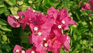 Bugenwilla będzie kwitła aż do późnej jesieni. W lipcu dokarmiam ją specjalną odżywką