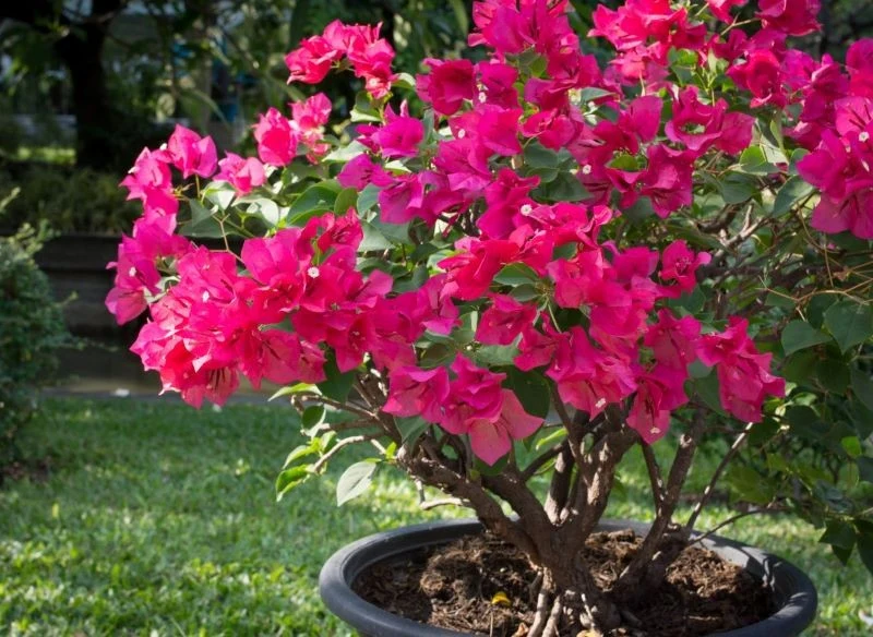 Odpowiednio wypielęgnowana bugenwilla potrafi kwitnąć długo i obficie