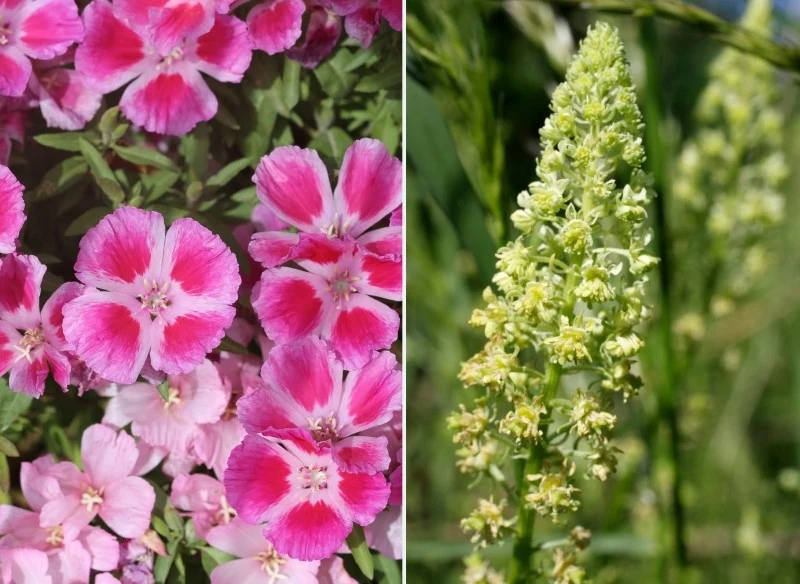 Kwiaty siane w lipcu wymagają od nas więcej czasu i uwagi