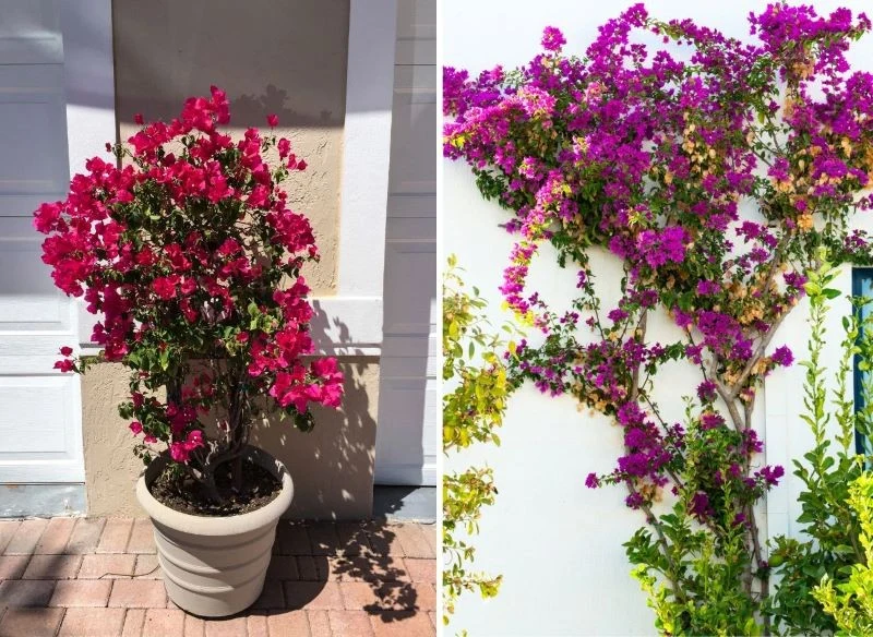 Bugenwillę możesz poprowadzić jak krzew doniczkowych, małe drzewko, a także puścić po pionowej powierzchni, dzięki czemu z czasem całkowicie znikni...