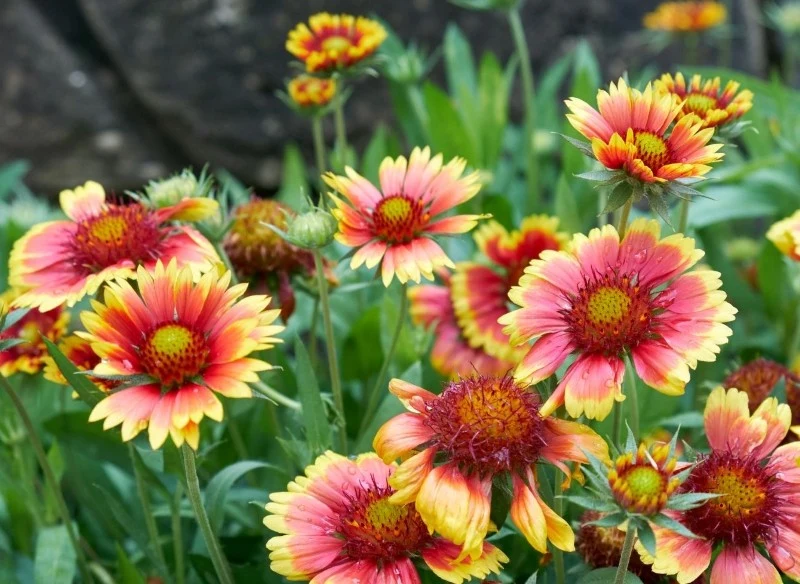 Jakie kwiaty posadzić i posiać w lipcu