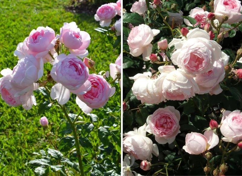 Róże pomponowe cieszą się dużym powodzeniem w realizacjach wielu aranżacji ogrodowych ze względu na duże, pełne, gęsto osadzone kwiaty, które stano...