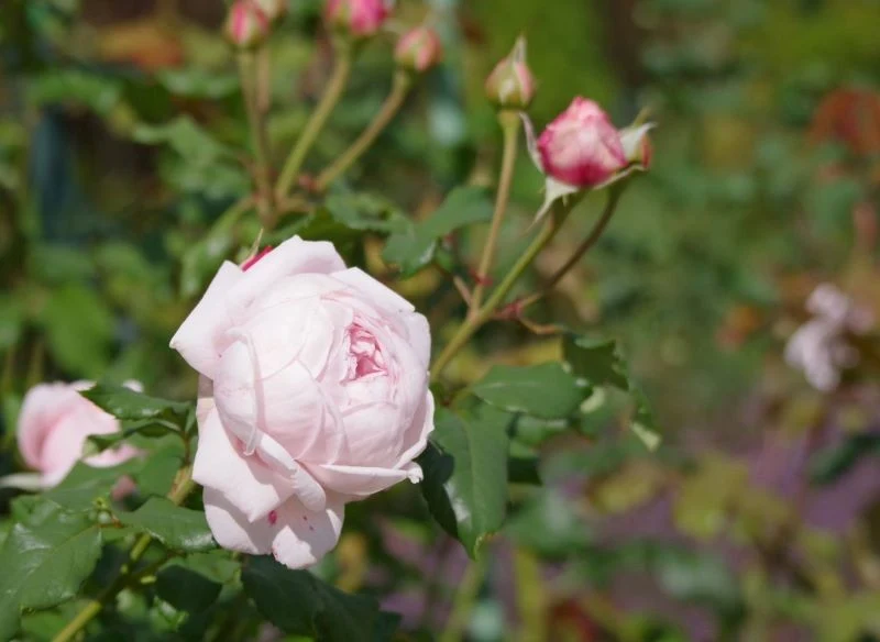 Efektowne ukwiecenie i odporność na choroby sprawia, że róże Księżnej Christiany sadzone są chętnie w młodych ogrodach, w towarzystwie innych, efek...