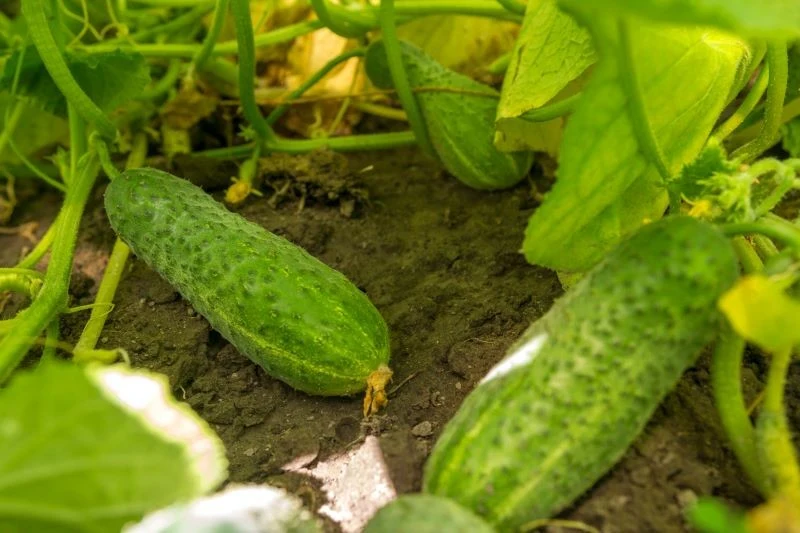 Domowy nawóz z czerstwego chleba poprawi plonowanie ogórków