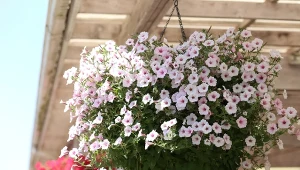 Poznaj przepisy na domowe nawozy do petunii. Będą bujnie kwitły aż do pierwszych przymrozków.