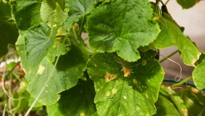 Żółknięcie liści ogórków może mieć kilka przyczyn. Jedną z nich jest brak odpowiedniego nawodnienia.