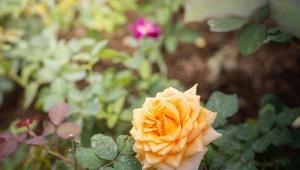 Jakie są główne przyczyny żółknięcia liści róż?