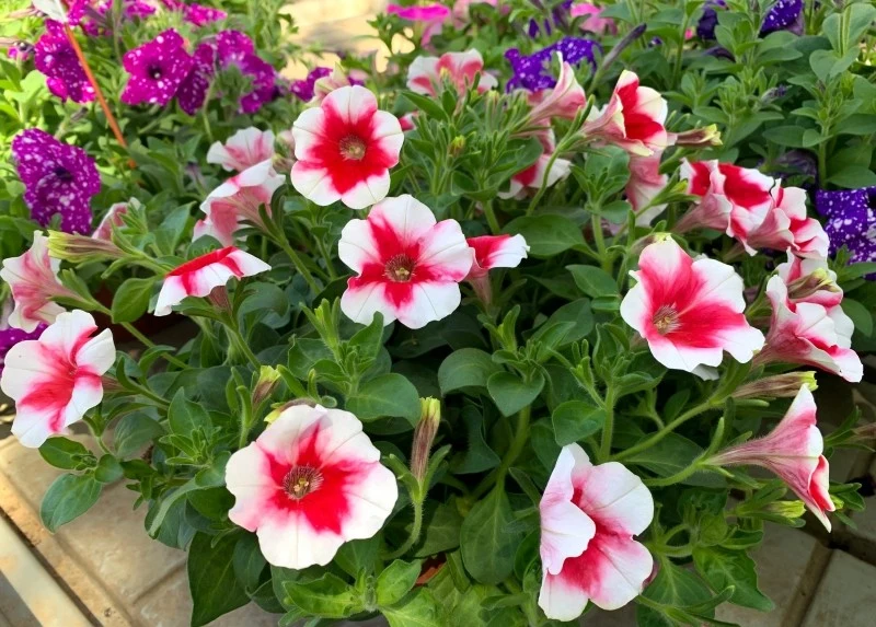 Jak dbać o petunie latem