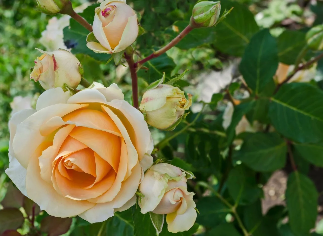 Pamiętaj, że róże potrzebują od 6 do 8 godzin dziennie światła