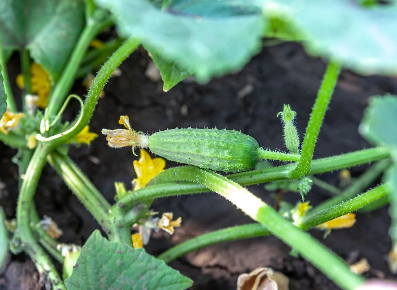 Gleba w uprawie ogórków powinna być mokra na głębokość ok