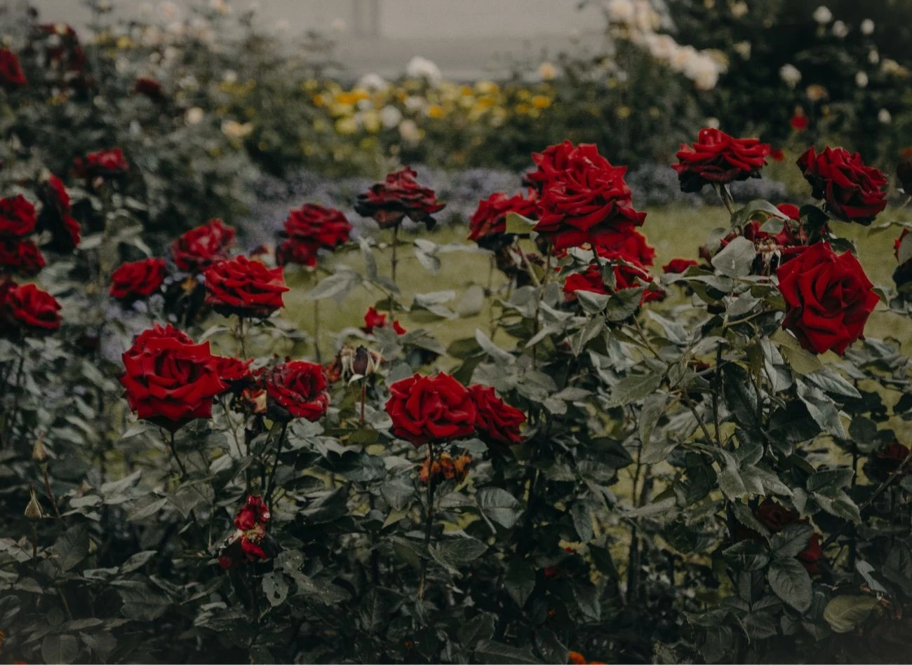 Obowiązkowy za bieg pielęgnacyjny róż, to usuwanie przekwitniętych kwiatostanów