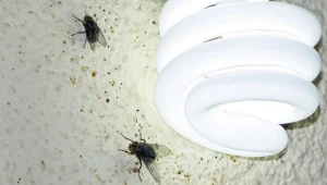 Wyjaśniamy, skąd się biorą muchy w domu i jak z nimi walczyć.