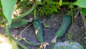 Sprawdź, jak zapobiegać zarazie ogórków.