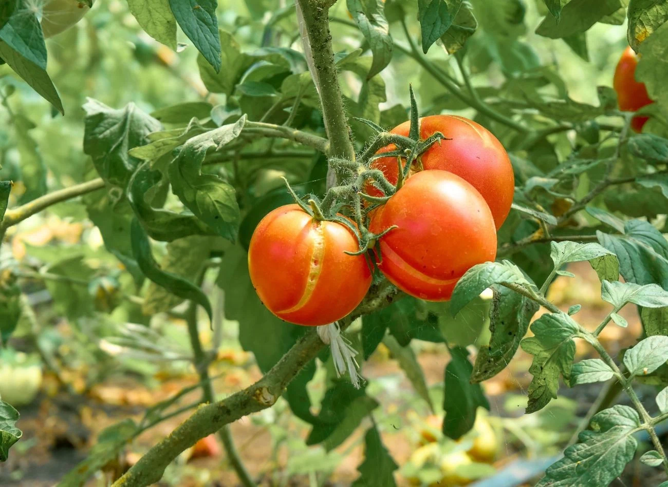 Warto wybrać odmiany pomidorów, które są odporne na pękanie