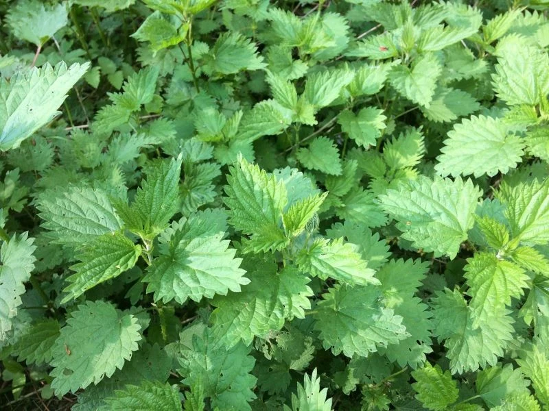 Do przygotowania oprysku na zarazę ogórka możemy wykorzystać pokrzywy