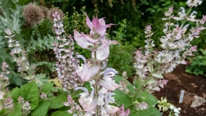 Szałwia muszkatołowa to okazała roślina, która nie tylko pięknie kwitnie, ale również znajduje wiele innych zastosowań.