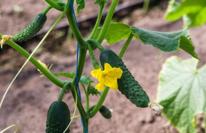 Zarazie oraz innym chorobom ogórka warto zapobiegać
