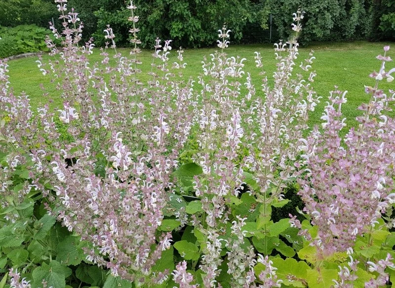 Szałwia muszkatołowa preferuje stanowiska słoneczne, najlepiej, aby były osłonięte od wiatru