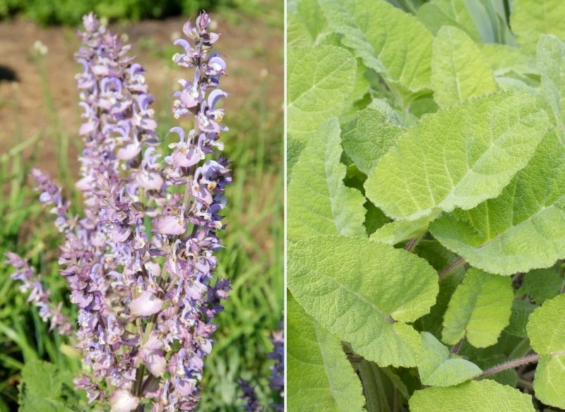 Szałwia muszkatołowa posiada wiele właściwości, m