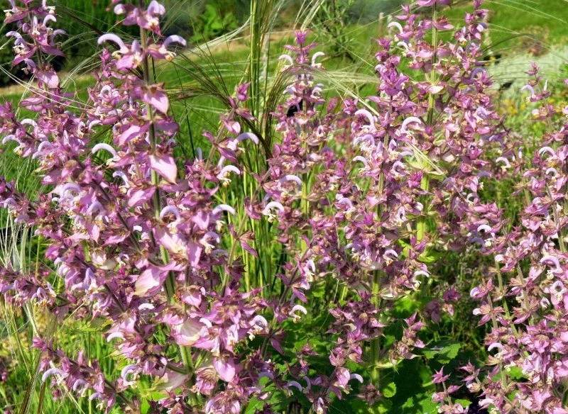 Szałwia muszkatołowa ma wspaniały aromat, który wzbogaca wiele różnych dań