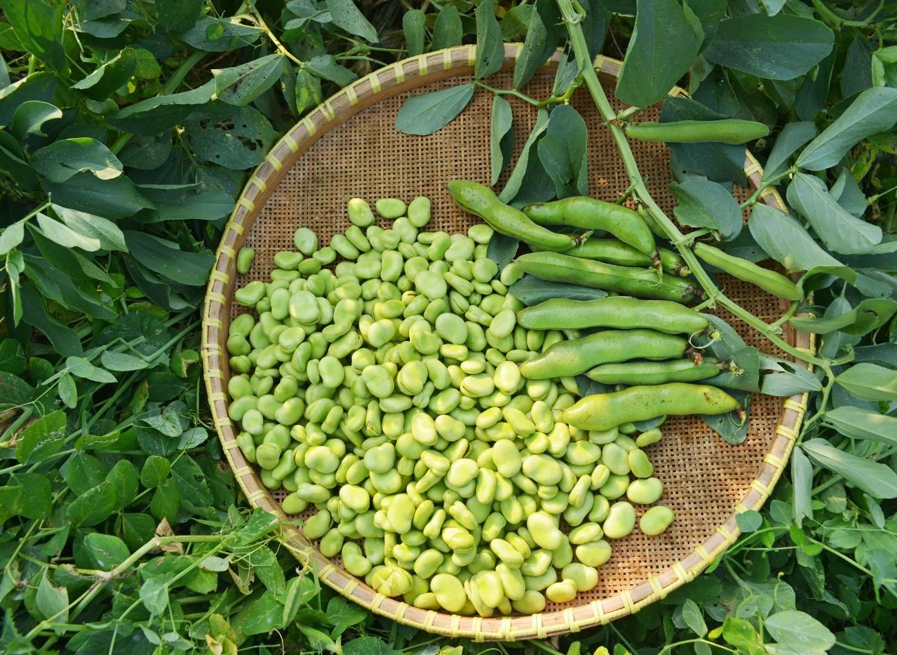 Co najlepiej posadzić po bobie
