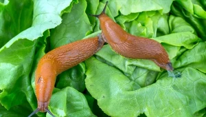 Domowe przepisy na opryski są stosowane w ogrodach od wielu lat.  Działają m.in. na ślimaki