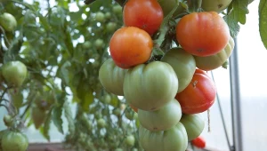 Zaraza ziemniaczana w kilka dni niszczy pomidory. Sprawdź, jak jej zapobiegać.