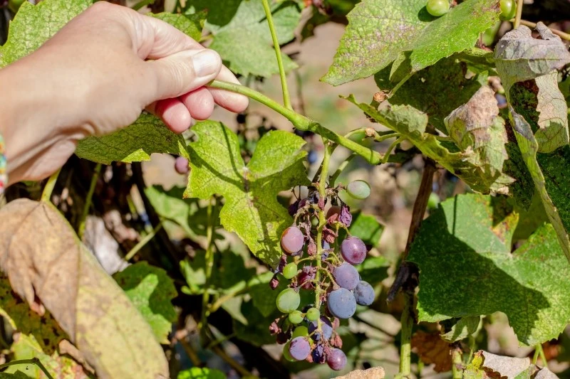 Winorośl może zostać zaatakowana przez różne choroby i szkodniki