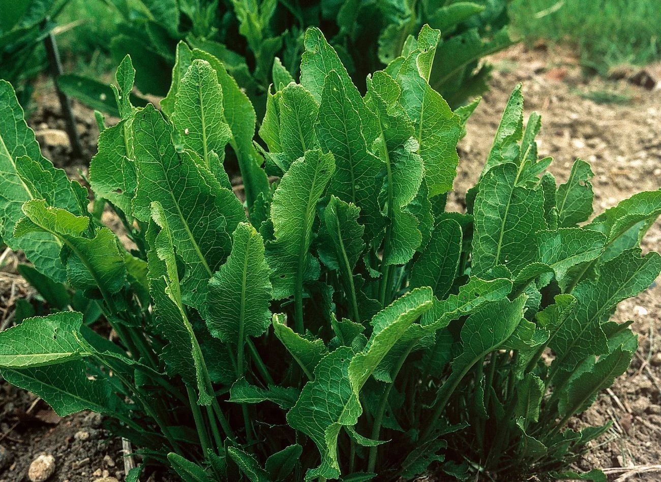 Oprysk z chrzanu jest skuteczny w walce z brunatną zgnilizną