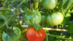 Bor w uprawie pomidorów. Dlaczego warto sadzić buraki pod pomidorami?