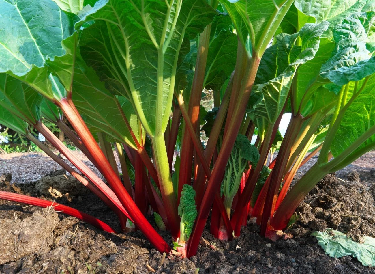 Z rabarbaru można zrobić nie tylko oprysk, ale również wywar