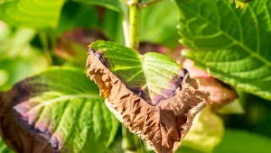 Dlaczego liście hortensji żółkną? Działaj szybko, bo przestaną też kwitnąć