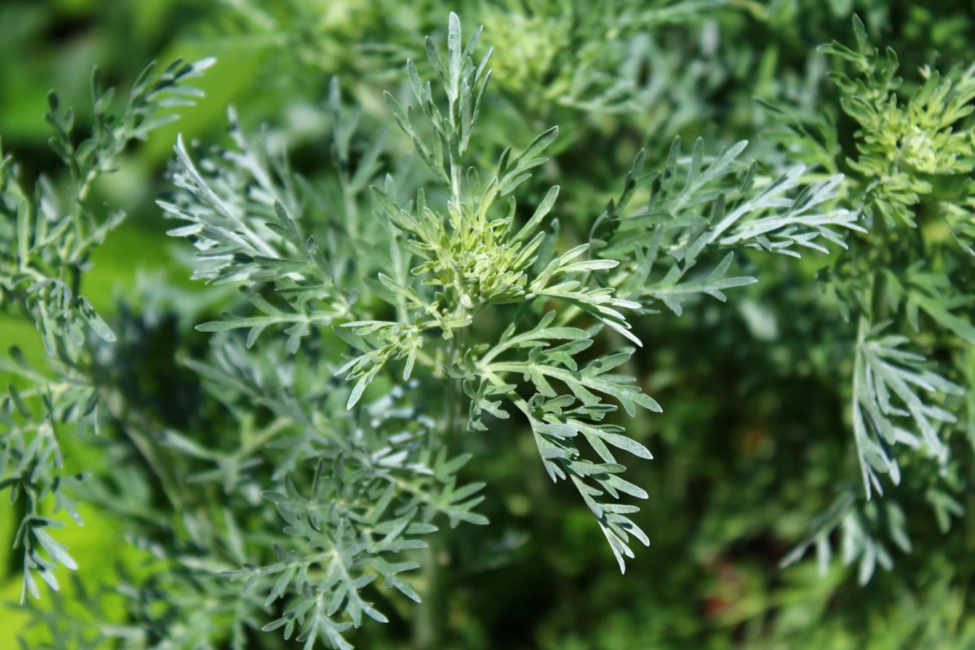 Wywar z piołunu zwalcza mrówki i ślimaki