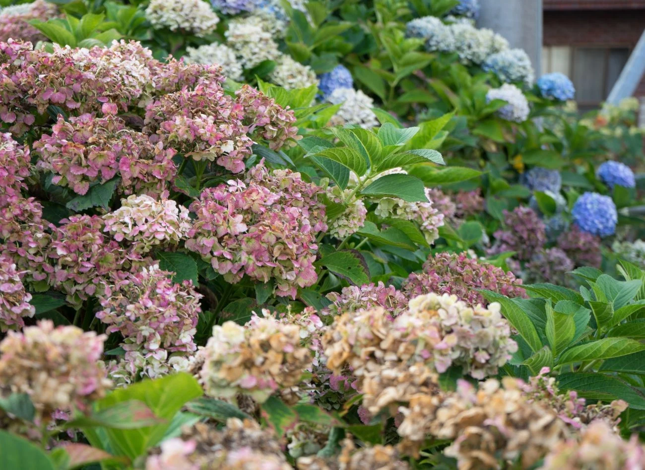 Niewłaściwe nawadnianie i słaby drenaż to dwa czynniki, które wpływają na słaby rozwój hortensji