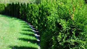 Przycinanie tui na początku lata to najważniejszy zabieg pielęgnacyjny, o którym musimy teraz pamiętać.