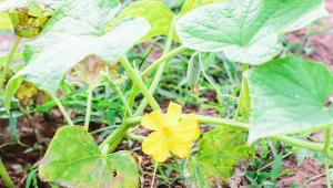 Co zrobić, gdy rośliny w ogrodzie żółkną i marnieją z nadmiaru słońca?