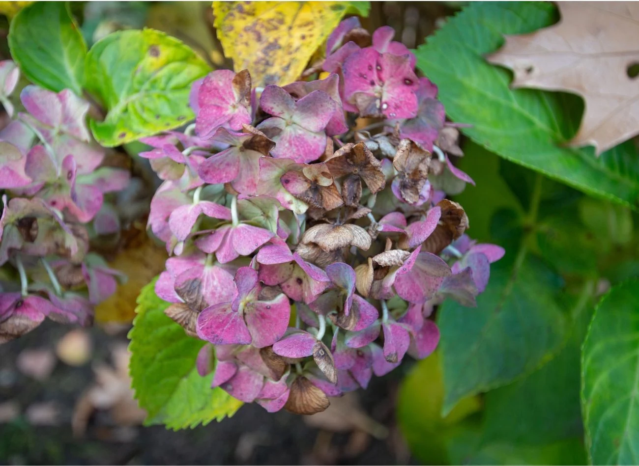 Gdy hortensja choruje lub ma nieodpowiednie warunki daje znać nie tylko przez żółknięcie lisci
