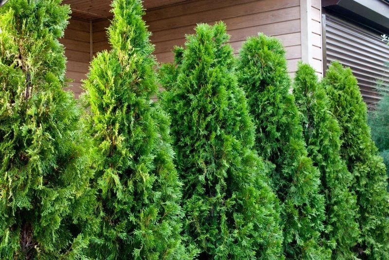 Które odmiany tui trzeba ciąć latem