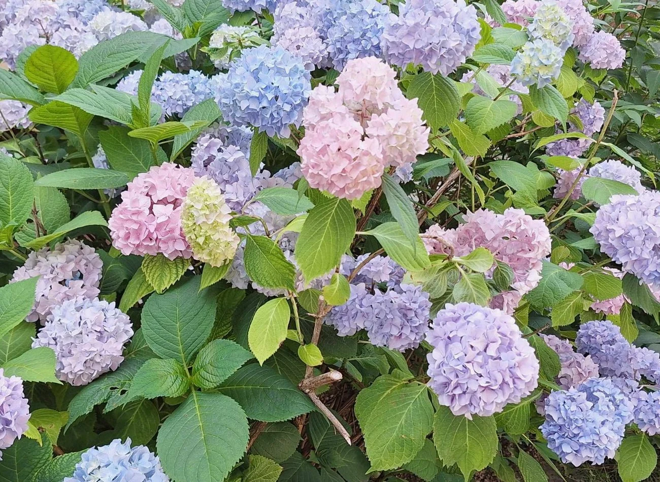 Hortensja lubi lekko kwaśną ziemię, tylko w takich warunkach rośnie okazale