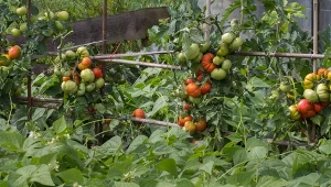 Sprawdź, jakiego sąsiedztwa warzyw unikać za wszelką cenę i dlaczego warto to robić.