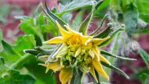 Podpowiadamy, czy trzeba obrywać zdeformowane kwiaty z pomidorów.