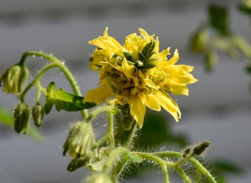 Staśmione kwiaty zamienią się w mocno zdeformowane owoce