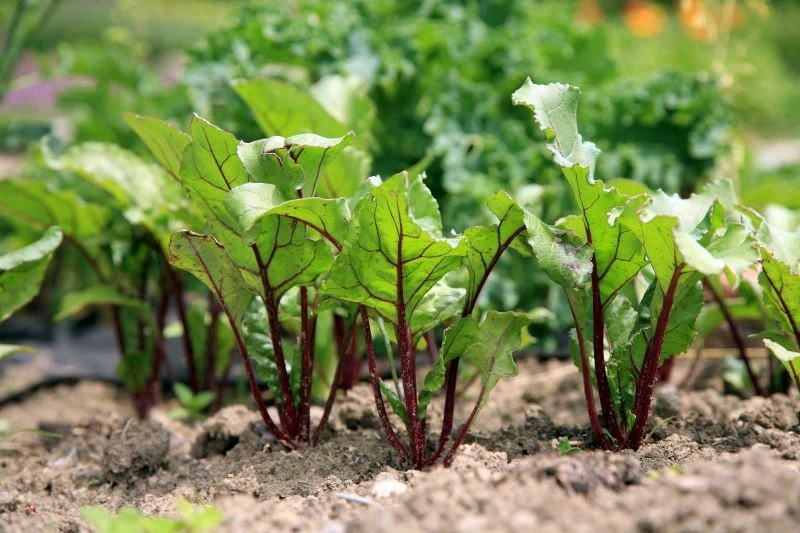 Złym towarzystwem dla buraków jest m