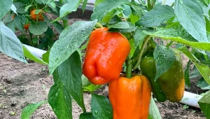Aby papryka dobrze rosła, należy pamiętać o regularnym podlewaniu, nawożeniu i nie tylko.