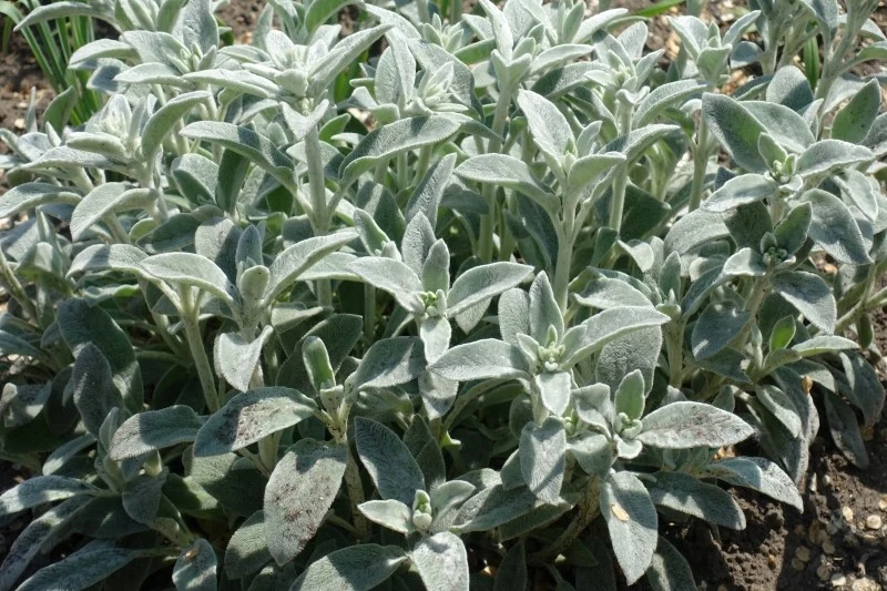 Czyściec wełnisty to roślina okrywowa, która z powodzeniem zastąpi trawnik